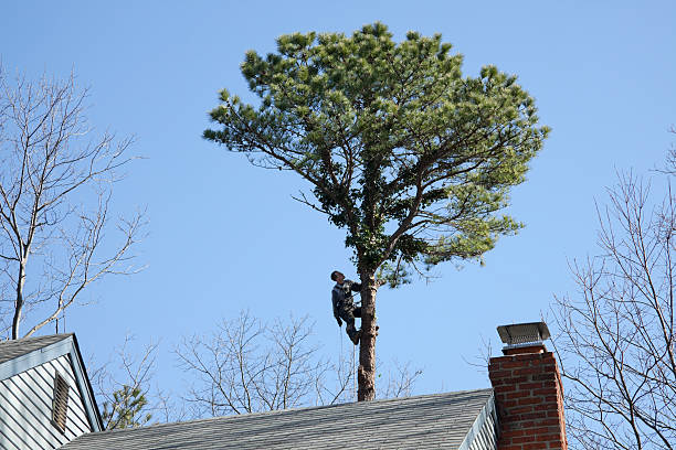 Trusted Oak Grove, VA Tree Services Experts